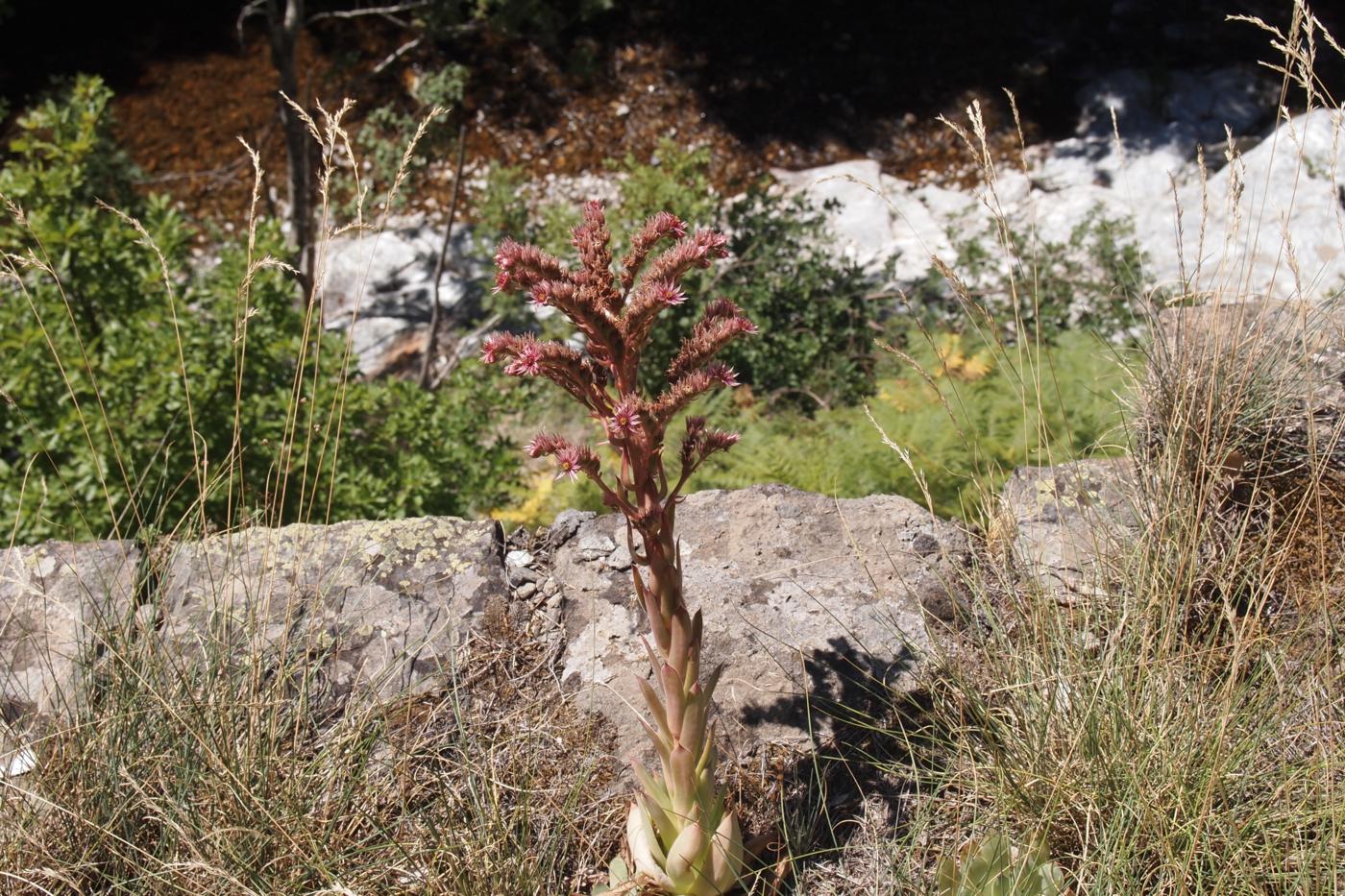 Houseleek, Common fruit